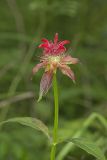 Scarlet Beebalm, Monarda didyma