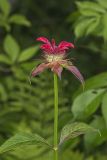 Scarlet Beebalm, Monarda didyma
