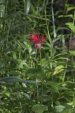 Scarlet Beebalm, Monarda didyma