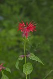 Scarlet Beebalm, Monarda didyma