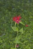 Scarlet Beebalm, Monarda didyma