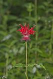 Scarlet Beebalm, Monarda didyma