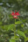 Scarlet Beebalm, Monarda didyma