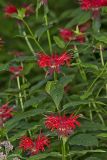 Scarlet Beebalm, Monarda didyma