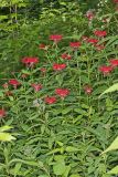 Scarlet Beebalm, Monarda didyma