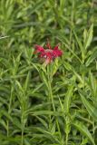 Scarlet Beebalm, Monarda didyma