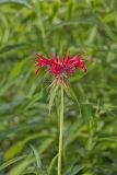Scarlet Beebalm, Monarda didyma