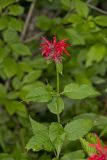 Scarlet Beebalm, Monarda didyma