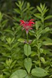 Scarlet Beebalm, Monarda didyma