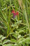 Scarlet Beebalm, Monarda didyma