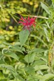 Scarlet Beebalm, Monarda didyma