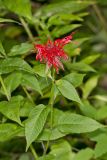 Scarlet Beebalm, Monarda didyma