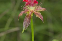 Scarlet Beebalm, Monarda didyma