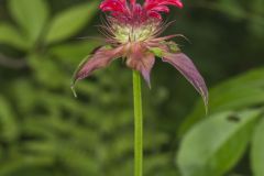 Scarlet Beebalm, Monarda didyma
