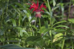 Scarlet Beebalm, Monarda didyma