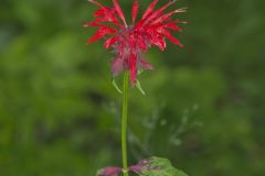 Scarlet Beebalm, Monarda didyma