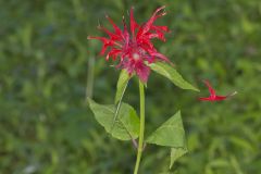 Scarlet Beebalm, Monarda didyma