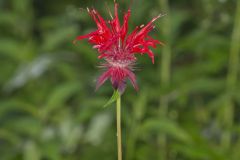 Scarlet Beebalm, Monarda didyma