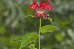 Scarlet Beebalm, Monarda didyma