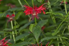 Scarlet Beebalm, Monarda didyma