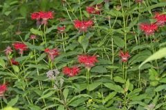 Scarlet Beebalm, Monarda didyma
