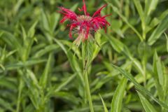 Scarlet Beebalm, Monarda didyma