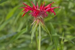 Scarlet Beebalm, Monarda didyma