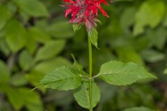 Scarlet Beebalm, Monarda didyma