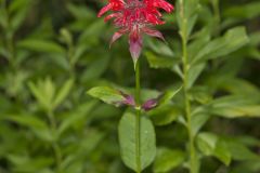 Scarlet Beebalm, Monarda didyma