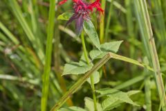 Scarlet Beebalm, Monarda didyma