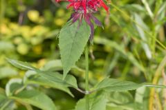 Scarlet Beebalm, Monarda didyma