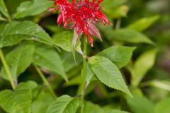 Scarlet Beebalm, Monarda didyma
