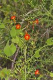 Scarlet Morning Glory, Impomea coccinea