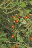 Scarlet Morning Glory, Impomea coccinea