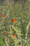 Scarlet Morning Glory, Impomea coccinea
