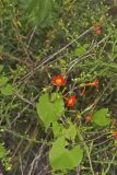 Scarlet Morning Glory, Impomea coccinea