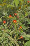 Scarlet Morning Glory, Impomea coccinea