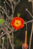 Scarlet Morning Glory, Impomea coccinea