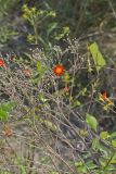 Scarlet Morning Glory, Impomea coccinea