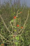 Scarlet Morning Glory, Impomea coccinea