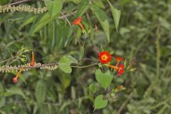 Scarlet Morning Glory, Impomea coccinea