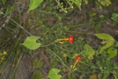Scarlet Morning Glory, Impomea coccinea