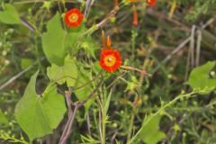 Scarlet Morning Glory, Impomea coccinea