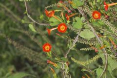 Scarlet Morning Glory, Impomea coccinea