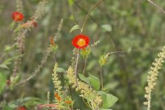Scarlet Morning Glory, Impomea coccinea