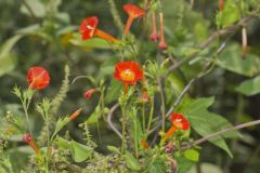 Scarlet Morning Glory, Impomea coccinea