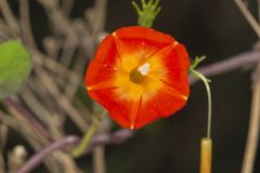 Scarlet Morning Glory, Impomea coccinea