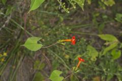 Scarlet Morning Glory, Impomea coccinea