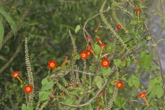 Scarlet Morning Glory, Impomea coccinea