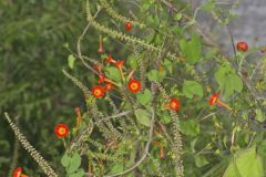 Scarlet Morning Glory, Impomea coccinea